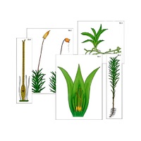 Модель-аппликация "Размножение мха" (ламинированная) - «globural.ru» - Брянск