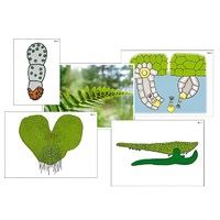Модель-аппликация "Размножение папоротника" (ламинированная) - «globural.ru» - Брянск