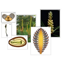 Модель-аппликация "Размножение сосны" (ламинированная) - «globural.ru» - Брянск