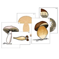 Модель-аппликация "Размножение шляпочного гриба" (ламинированная) - «globural.ru» - Брянск