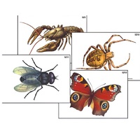 Модель-аппликация "Разнообразие беспозвоночных" (ламинированная) - «globural.ru» - Брянск