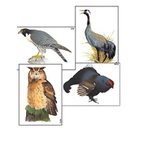 Модель-аппликация "Разнообразие высших хордовых 1. Пресмыкающиеся и птицы" (ламинированная) - «globural.ru» - Брянск