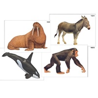 Модель-аппликация "Разнообразие высших хордовых 2. Млекопитающие" (ламинированная) - «globural.ru» - Брянск