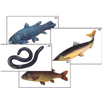 Модель-аппликация "Разнообразие низших и высших хордовых" (ламинированная) - «globural.ru» - Брянск