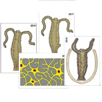 Модель-аппликация "Строение и размножение гидры" (ламинированная) - «globural.ru» - Брянск