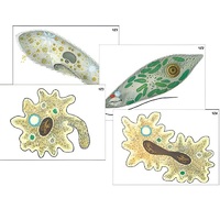 Модель-аппликация "Строение и разнообразие простейших" (ламинированная) - «globural.ru» - Брянск