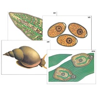 Модель-аппликация "Циклы развития печеночного сосальщика и бычьего цепня" (ламинированная) - «globural.ru» - Брянск