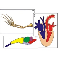 Модель-аппликация "Эволюция важнейших систем органов позвоночных" (ламинированная) - «globural.ru» - Брянск