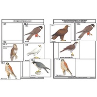 Комплект дидактических карточек: "Систематика и экология птиц" (95 штук, цвет., лам.) - «globural.ru» - Брянск