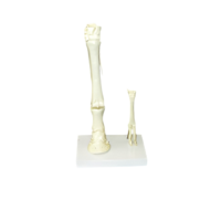 Модель "Скелет конечностей лошади и овцы" (на подставке) - «globural.ru» - Брянск