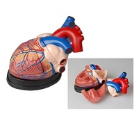 Модель сердца в разрезе (демонстрационная) - «globural.ru» - Брянск