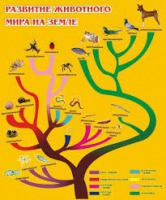 Стенд "Развитие животного мира на земле" - «globural.ru» - Брянск