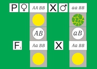 Модель-аппликация Дигибридное скрещивание. Законы Менделя. (набор из 84 карт) - «globural.ru» - Брянск