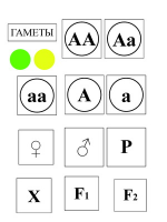 Модель-аппликация Моногибридное скрещивание и его цитологические основы - «globural.ru» - Брянск