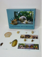 Коллекция "Раковины моллюсков" (вариант 2) - «globural.ru» - Брянск