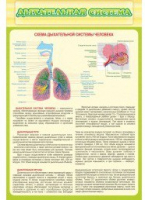 Стенд "Дыхательная система" - «globural.ru» - Брянск