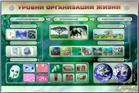 Электрифицированный стенд "Уровни организации жизни" - «globural.ru» - Брянск