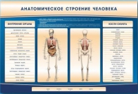 Электрифицированный стенд-тренажер c макетом скелета "Анатомическое строение человека" - «globural.ru» - Брянск
