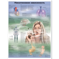 Плакат "Никотиновая зависимость", ламинированный, 50*67 см - «globural.ru» - Брянск