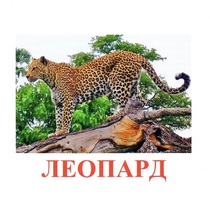 Карточки Домана "Дикие животные-2" - «globural.ru» - Брянск