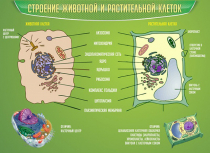 Стенд "Строение животной и растительной клеток" - «globural.ru» - Брянск