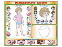 Стенд маркерный "Познаю себя" (тело, голова, органы чувств) - «globural.ru» - Брянск