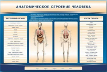 Электрифицированный стенд-тренажер c макетом скелета "Анатомическое строение человека" - «globural.ru» - Брянск