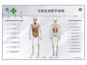Электрифицированный стенд-тренажер "Скелетон" - «globural.ru» - Брянск