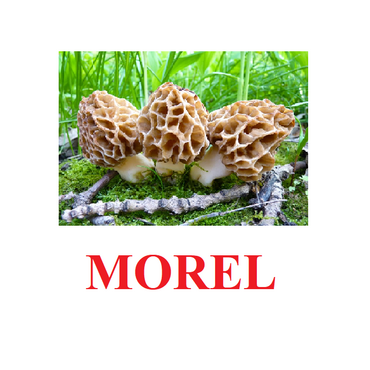 "Mushrooms" ("Грибы") английские карточки Домана - «globural.ru» - Брянск