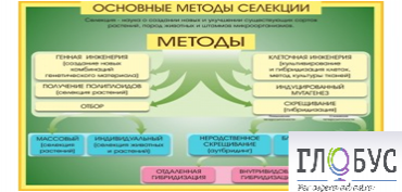 Стенд "Методы селекции и биотехнологии" - «globural.ru» - Брянск