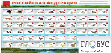 Стенд "Красная книга РФ" - «globural.ru» - Брянск
