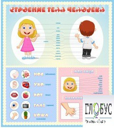 Стенд "Строение человека" для детей - «globural.ru» - Брянск