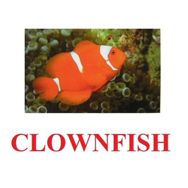 "Fish" ("Рыбы") английские карточки Домана - «globural.ru» - Брянск